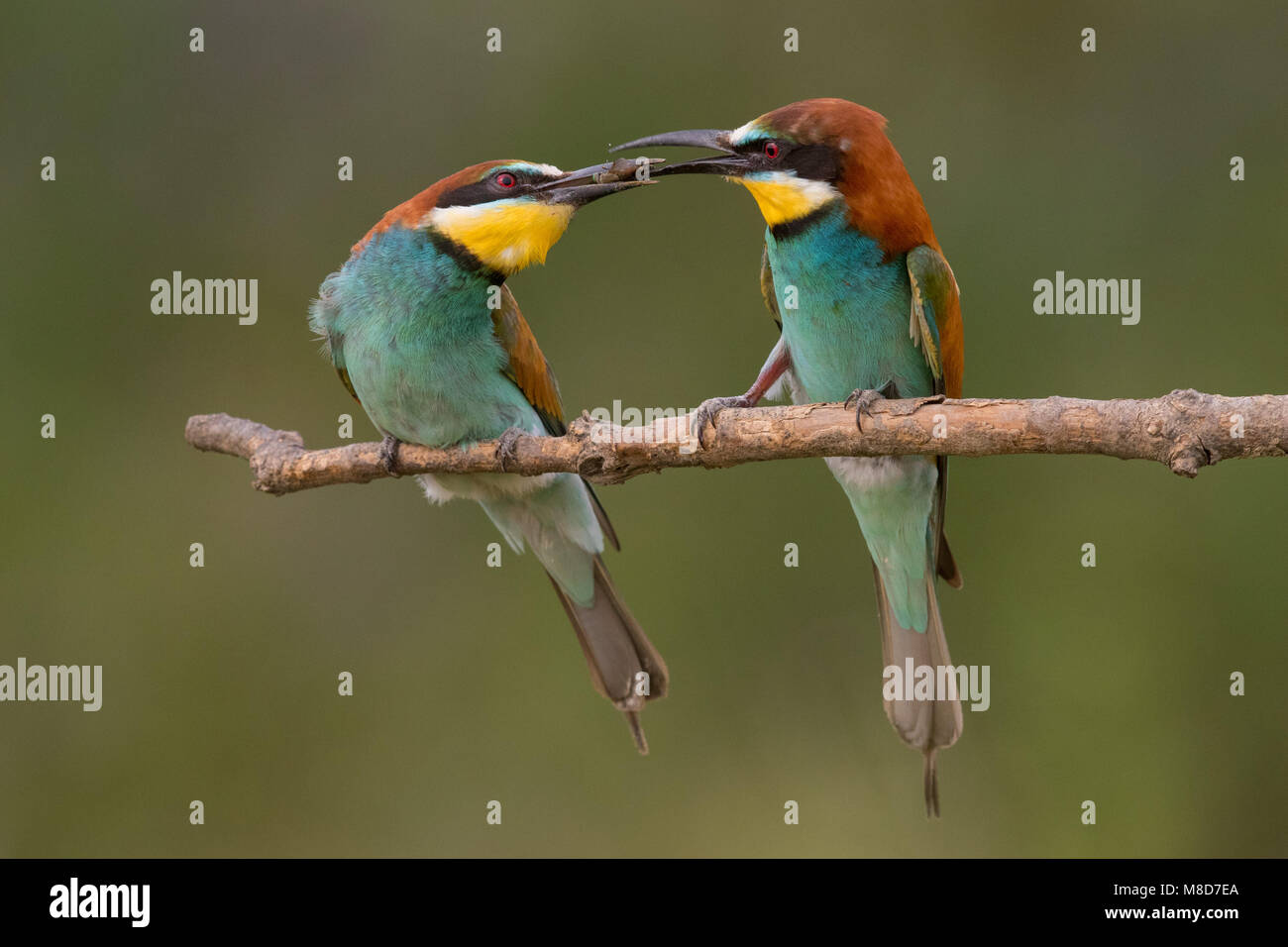 Bee eater pair courtship feeding Stock Photo