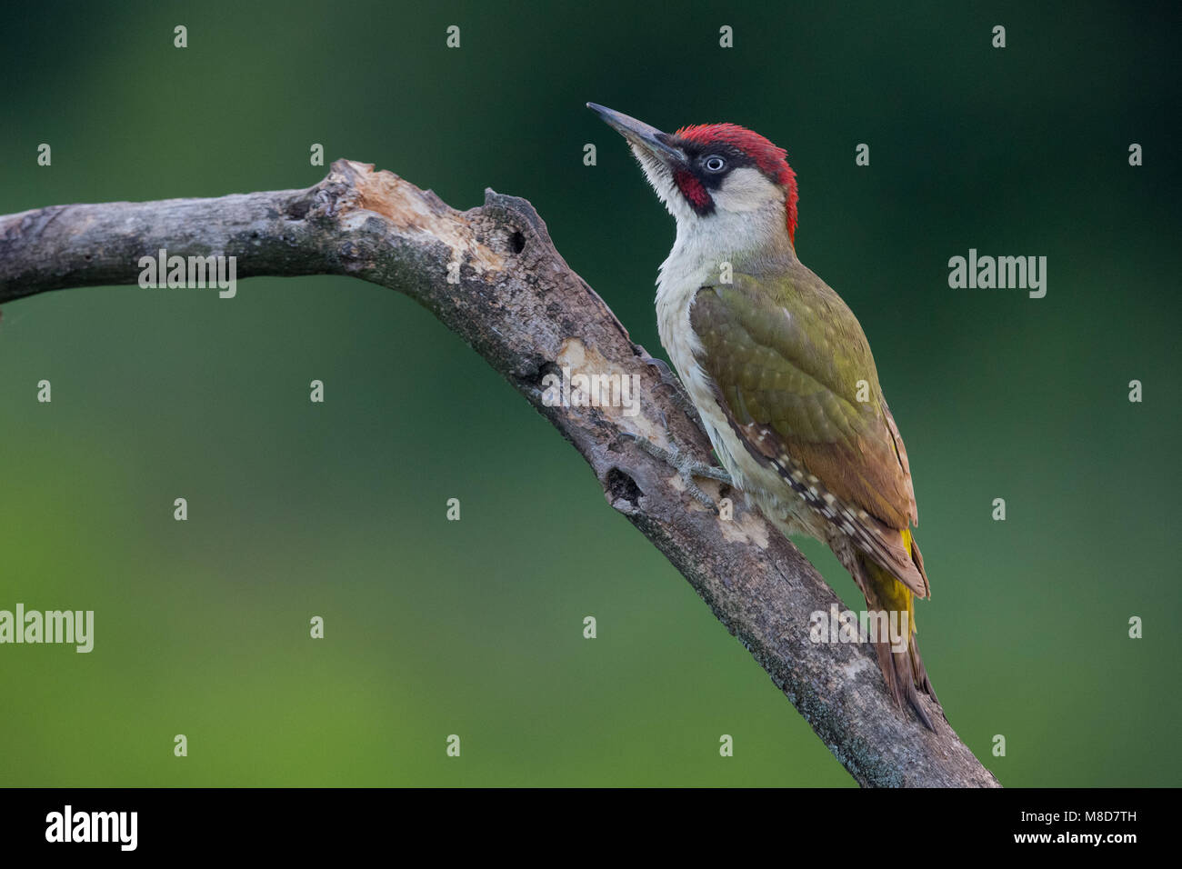 Green Wood pecker  foraging on dead branch Stock Photo