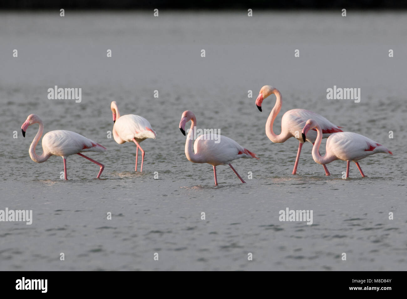 Groep wadende Flamingo's; Group of wading Greater Flamingos Stock Photo