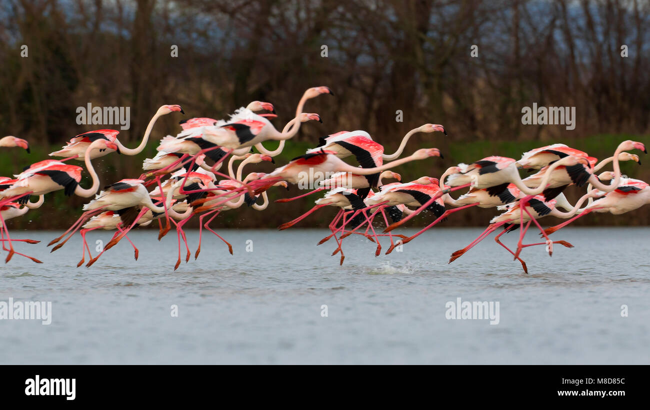 Groep rennende Flamingo's; Group of running Greater Flamingos Stock Photo