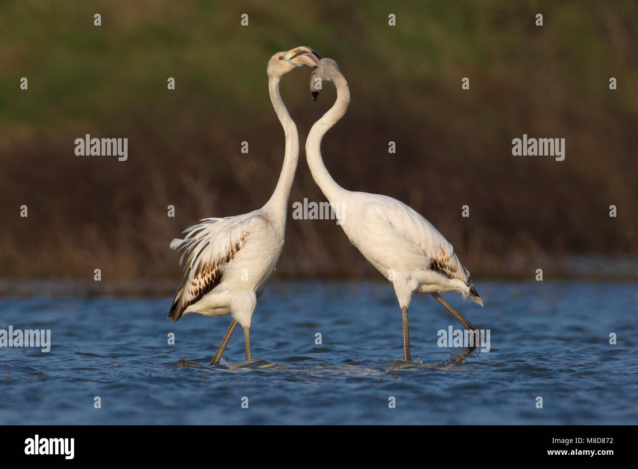 Onvolwassen Flamingo's; Immature Greater Flamingo Stock Photo