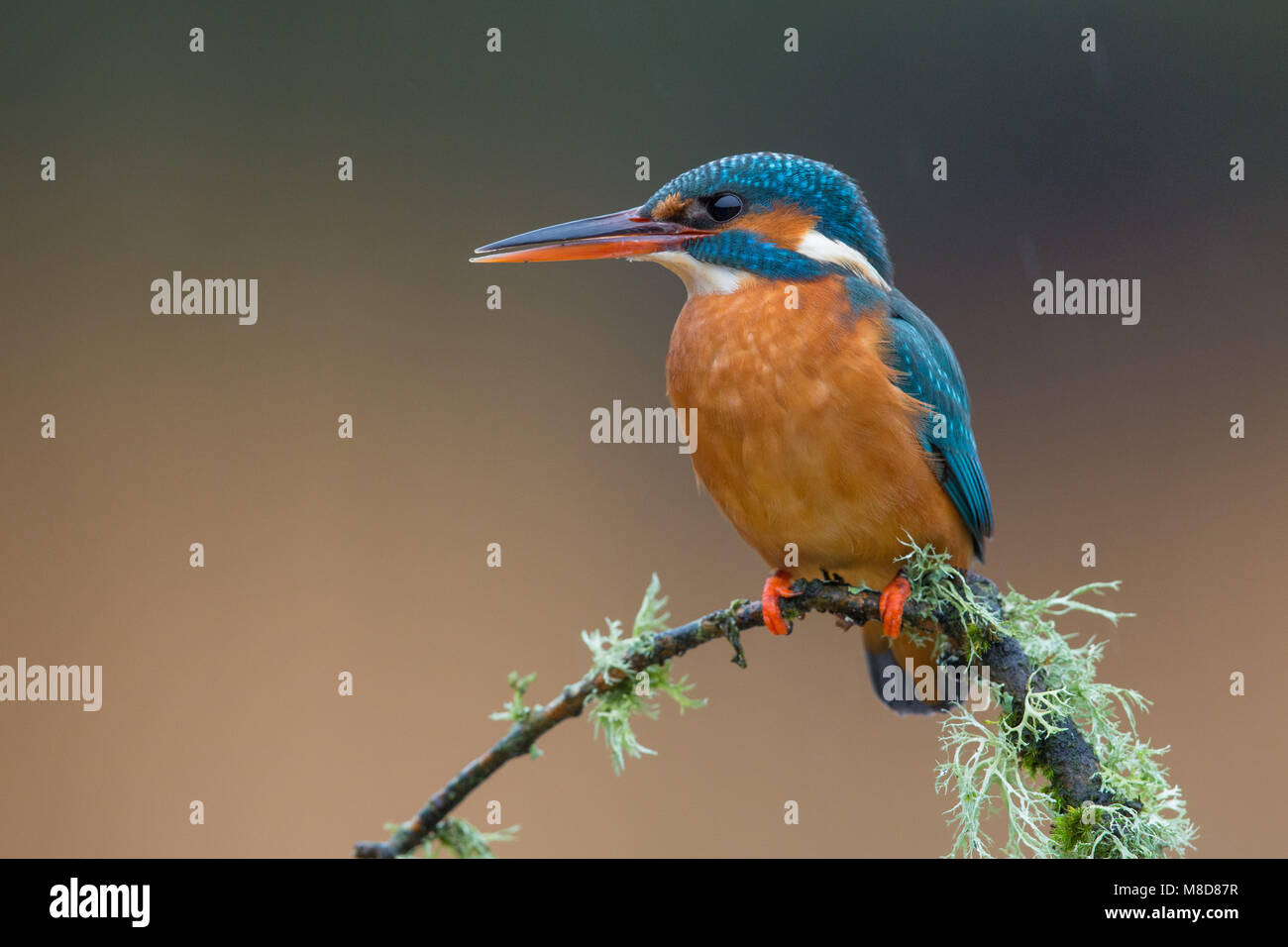 kingfisher perched on lichen covered twig Stock Photo