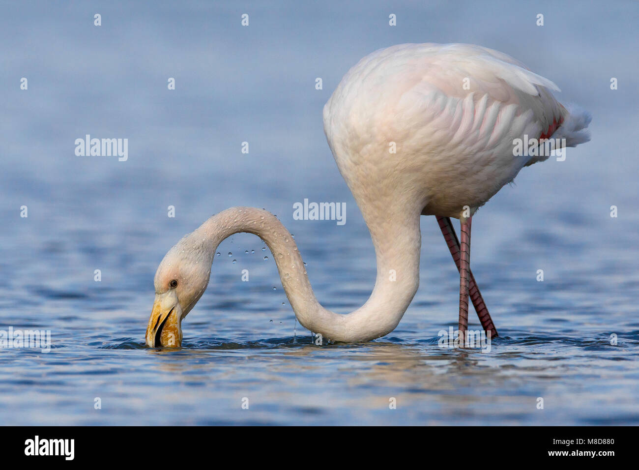Onvolwassen Flamingo foeragerend in het water; Immature Greater Flamingo foraging in water Stock Photo