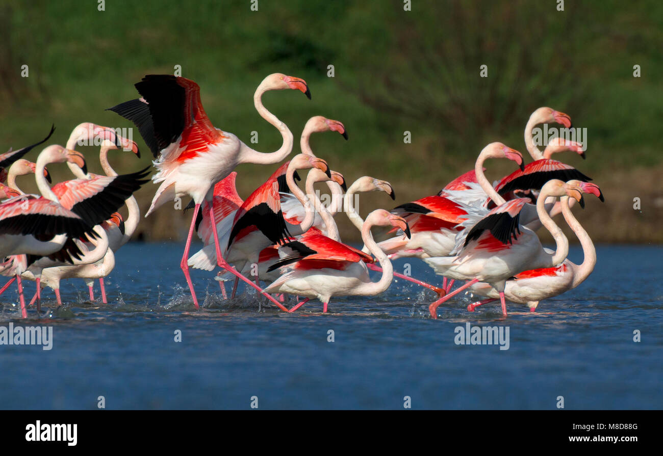 Groep rennende Flamingo's; Group of running Greater Flamingos Stock Photo