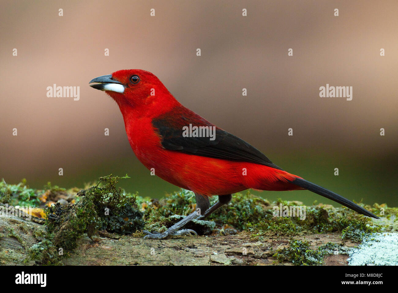 Brazilian tanager looking for food Stock Photo