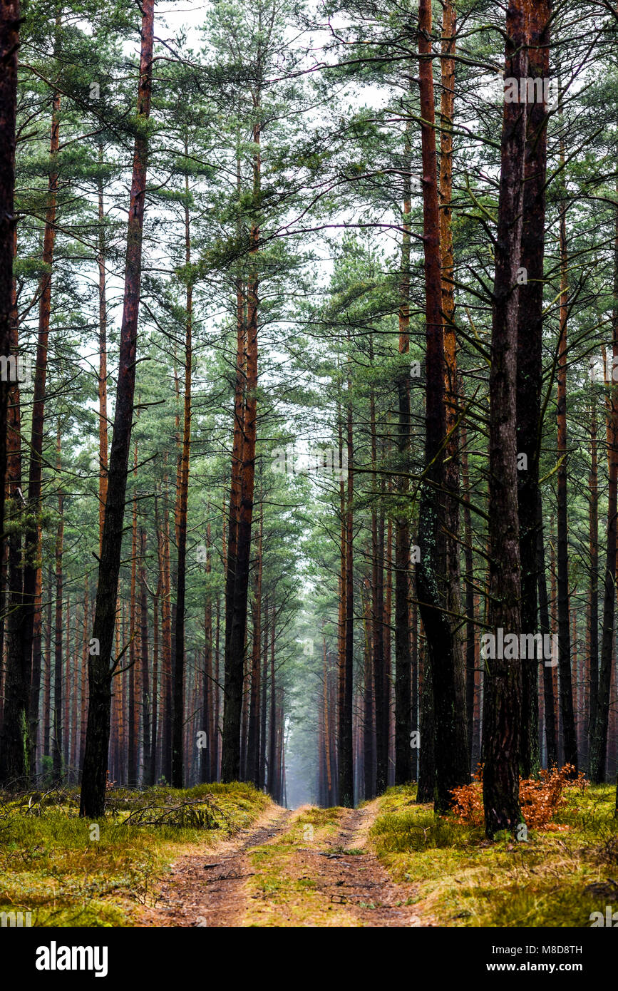 Road in the forest on a foggy day, mysterious forest Stock Photo - Alamy