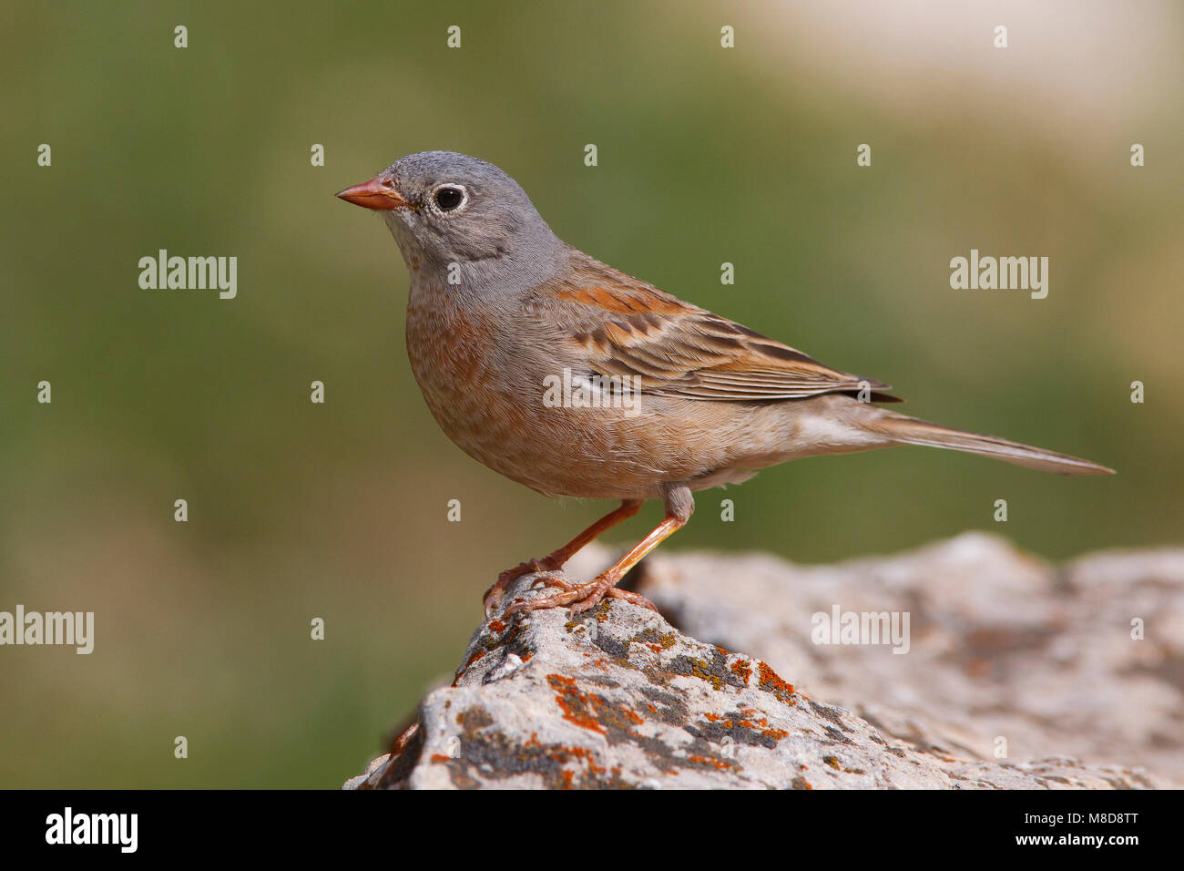 Mannetje Steenortolaan; Male Grey-necked Bunting Stock Photo