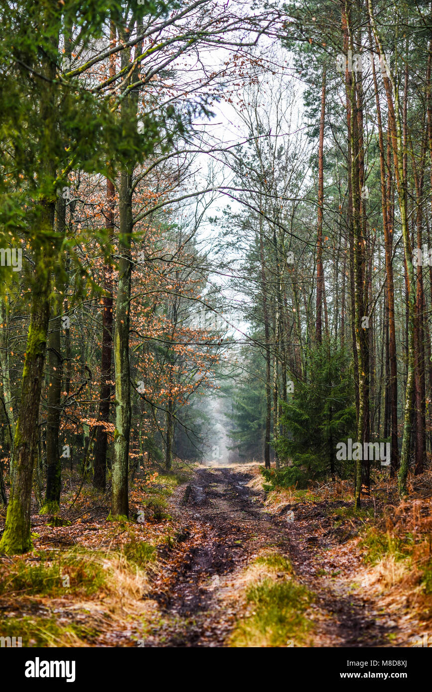 Road in the forest on a foggy day, mysterious forest Stock Photo - Alamy