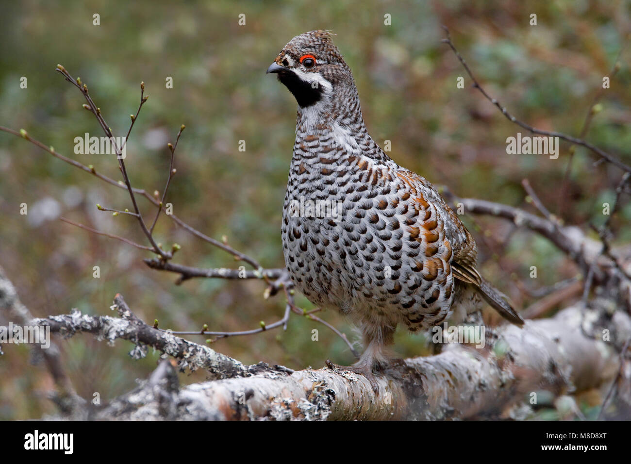 Hazelhoen mannetje zittend; Hazel Grouse male perched Stock Photo