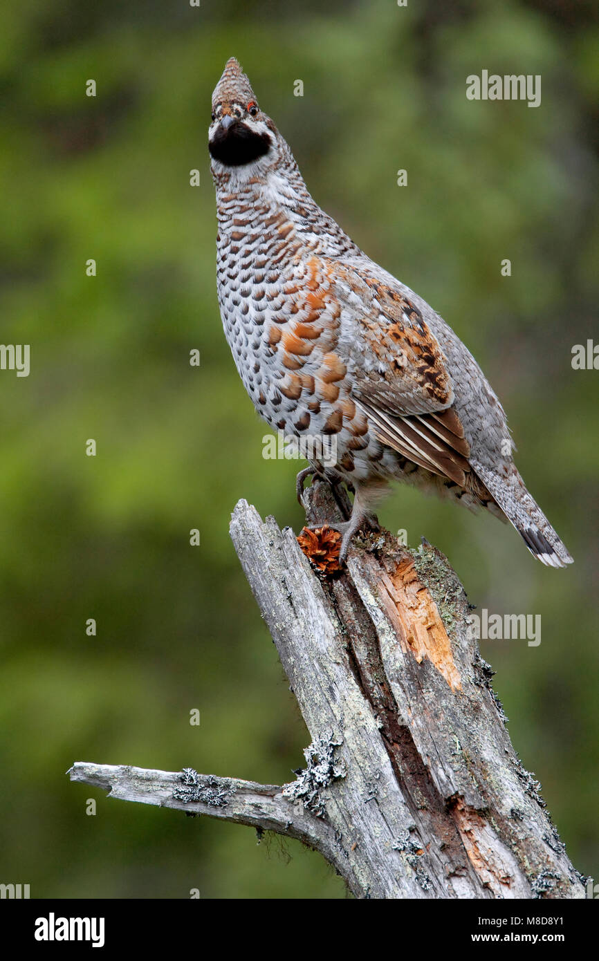 Hazelhoen mannetje zittend; Hazel Grouse male perched Stock Photo
