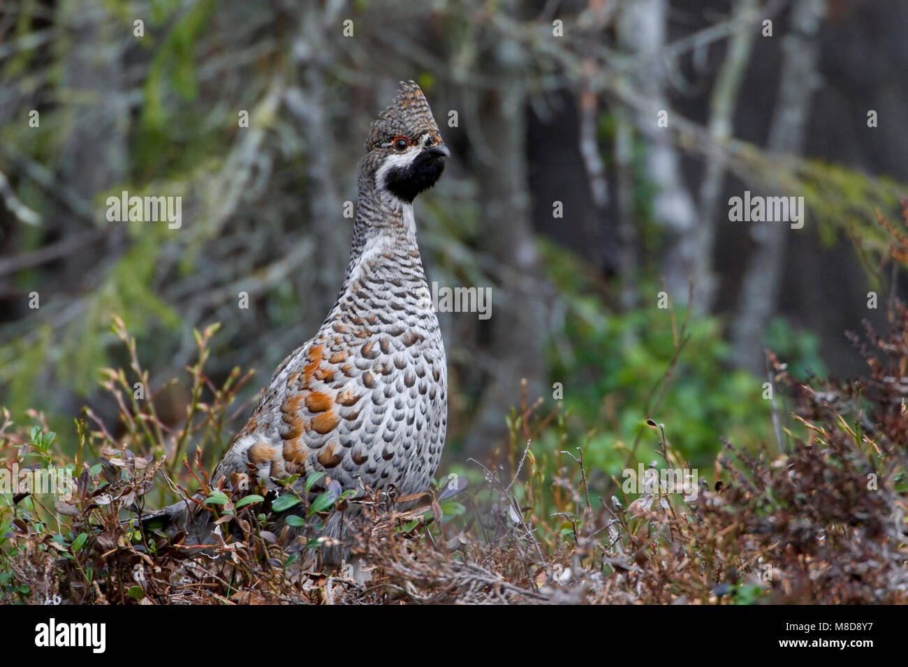 Hazelhoen mannetje zittend; Hazel Grouse male perched Stock Photo