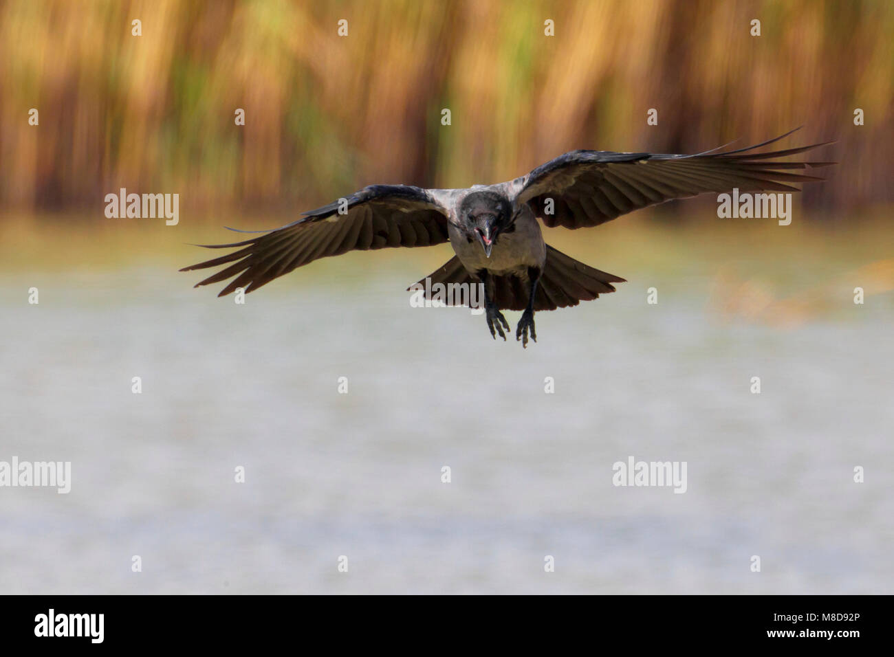 Vliegende Bonte Kraai; Flying Hooded Crow Stock Photo