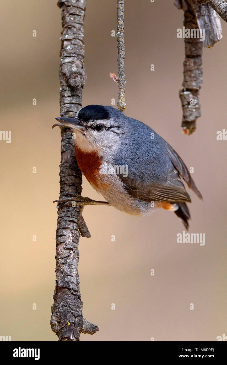 Turkse Boomklever zittend; Krupers Nuthatch perched Stock Photo