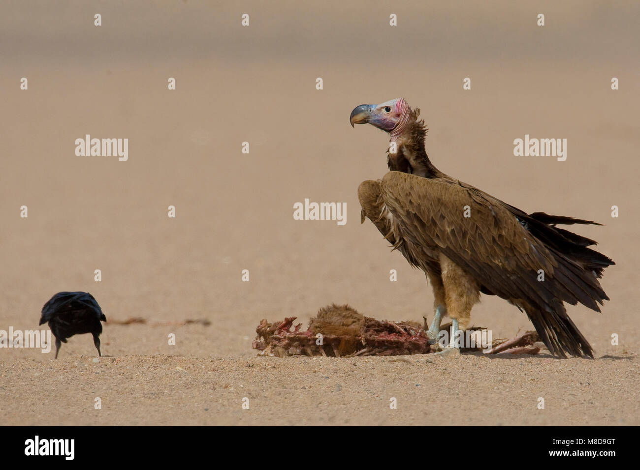 Volwassen Oorgier etend van kadaver; Adult Lappet-faced Vulture eating from dead animal Stock Photo