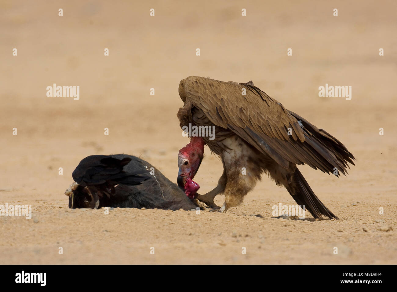 Volwassen Oorgier etend van kadaver; Adult Lappet-faced Vulture eating from dead animal Stock Photo