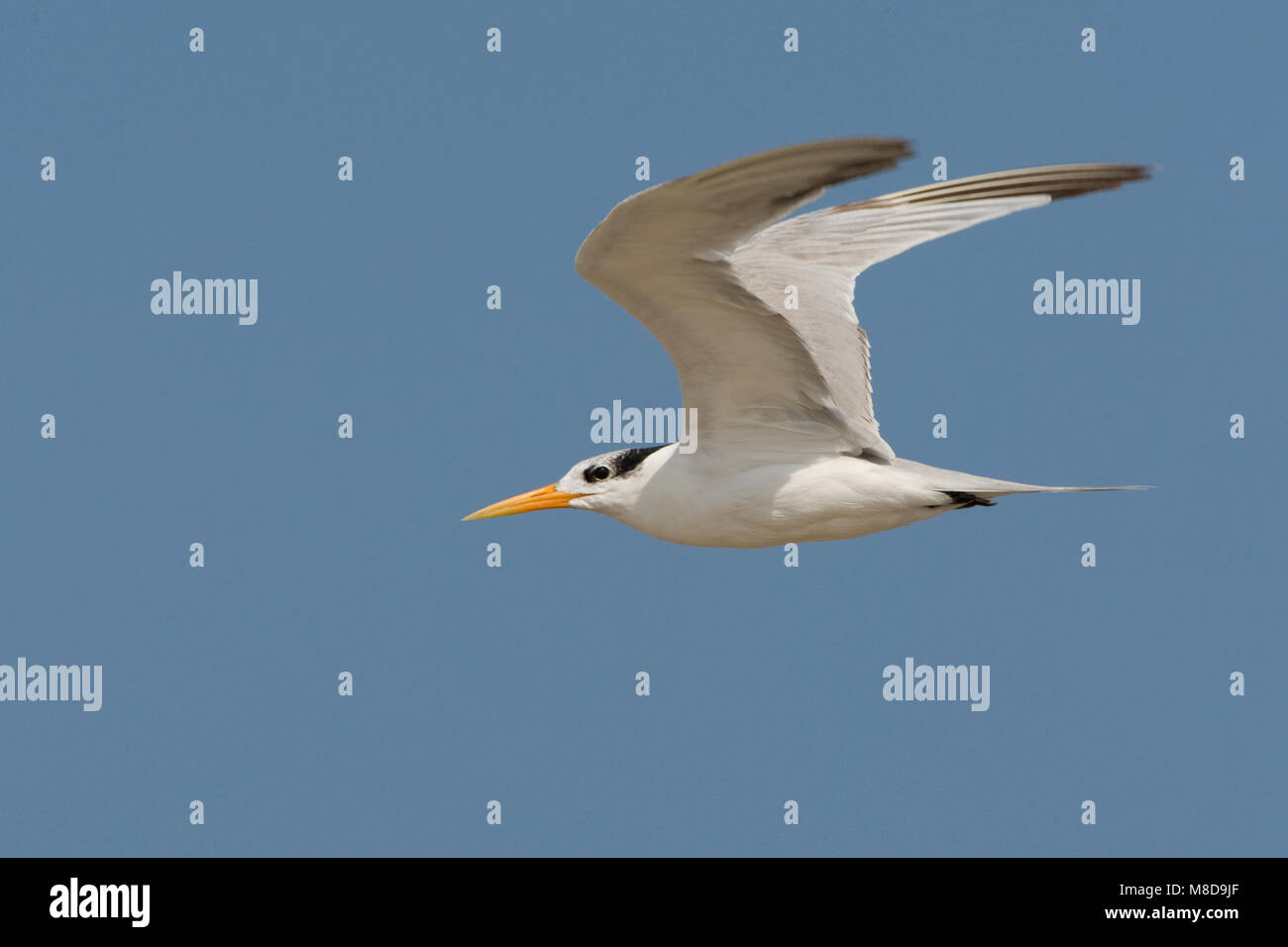 Bengaalse Stern in vlucht; Lesser Crested Tern in flight Stock Photo