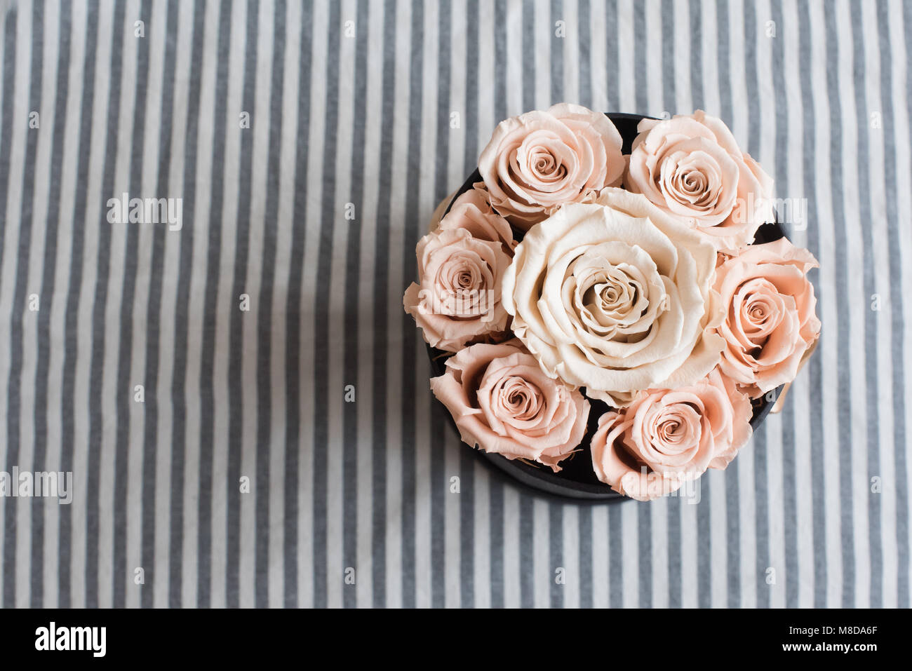 Bouquet of pink rose on stripes background with copy space Stock Photo