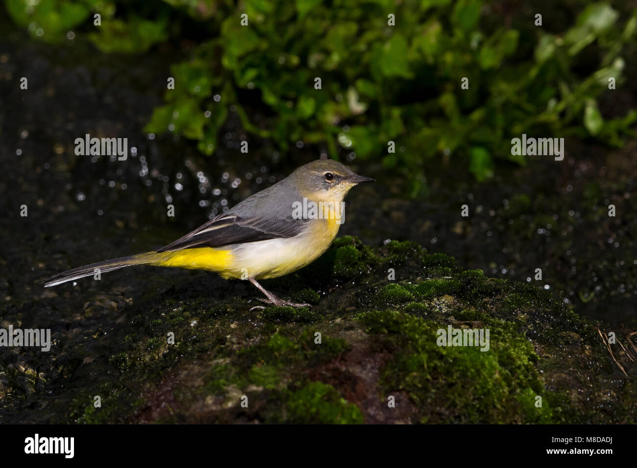 Grote Gele Kwikstaart staand; Grey Wagtail perched Stock Photo - Alamy