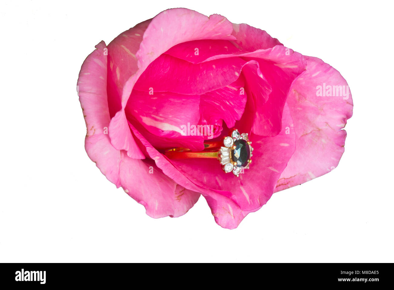 ring in rose on white background Stock Photo