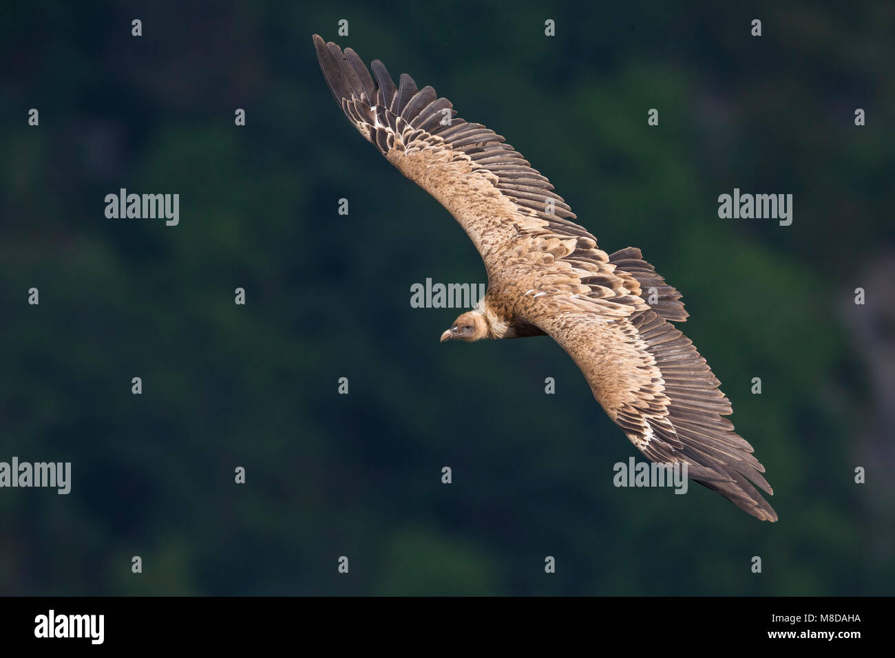 Vale Gier in vlucht, Griffon Vulture in flight Stock Photo