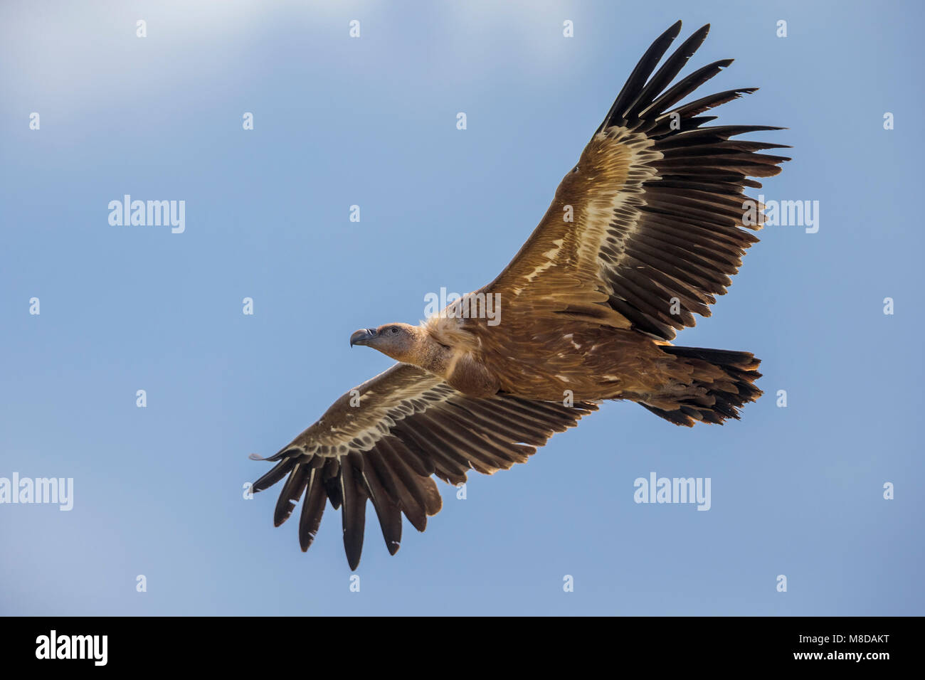 Vale Gier in vlucht, Griffon Vulture in flight Stock Photo