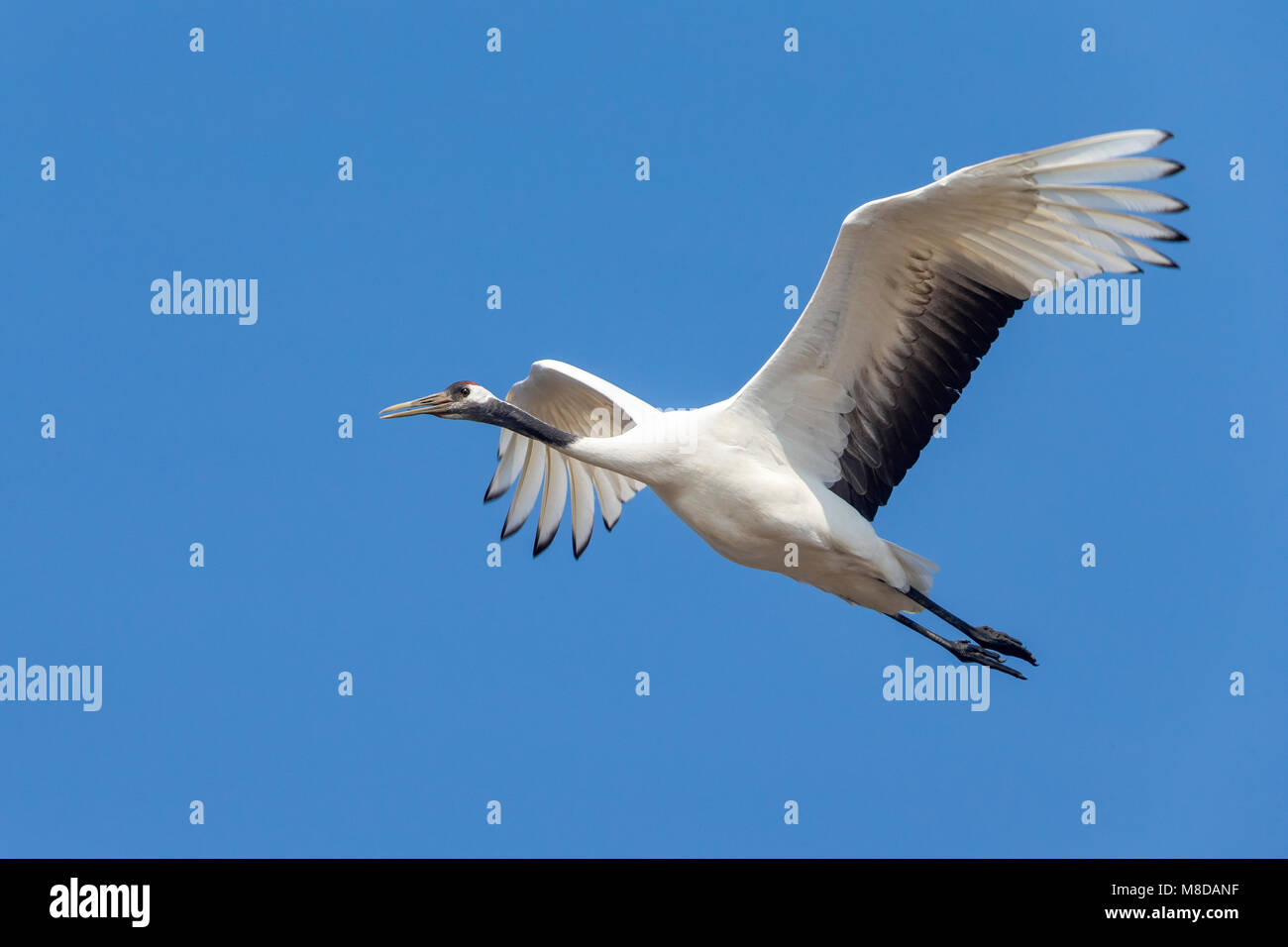 Chinese Kraanvogel in vlucht; Red-crowned Crane in flight Stock Photo ...