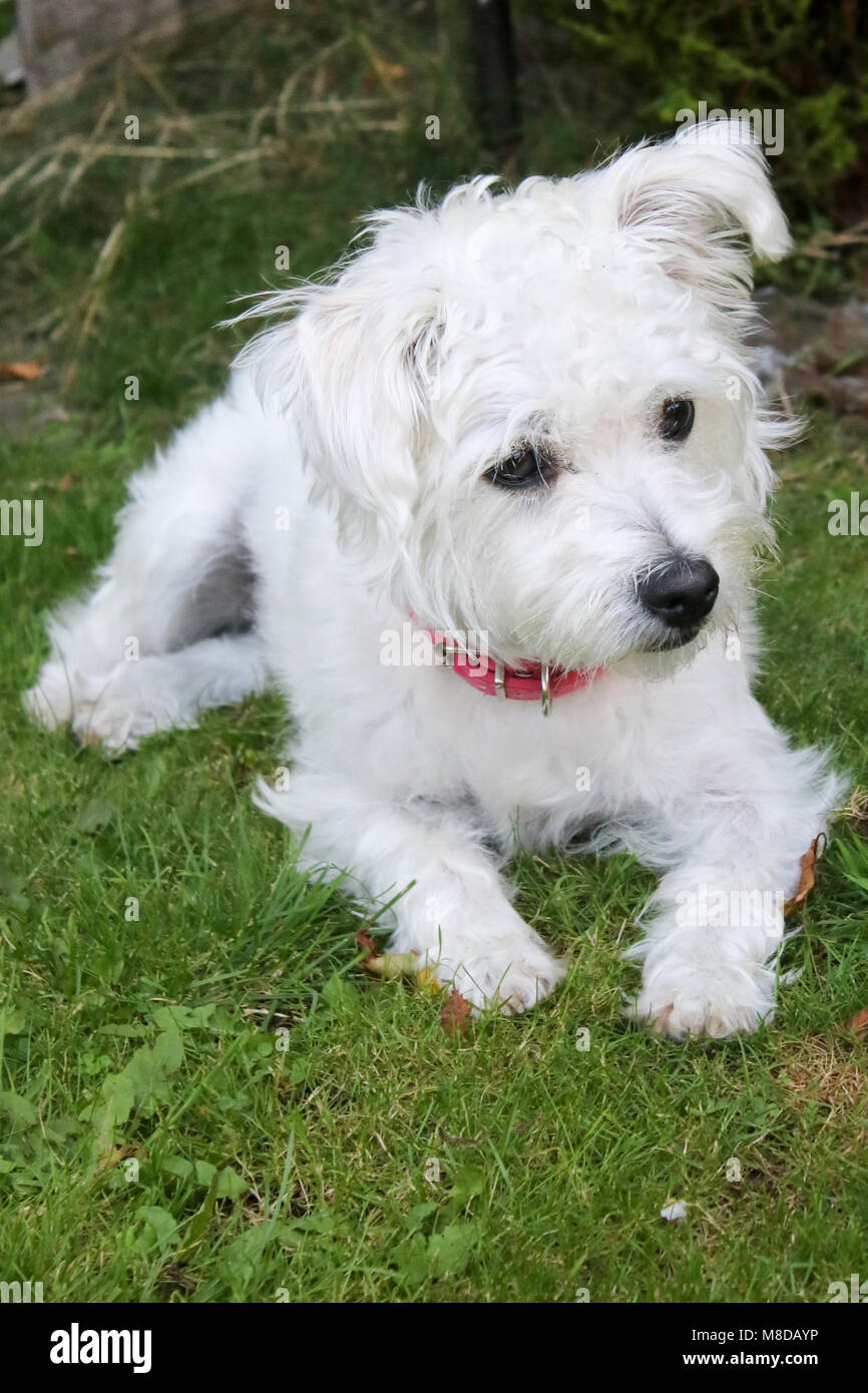 bichon frise westie mix