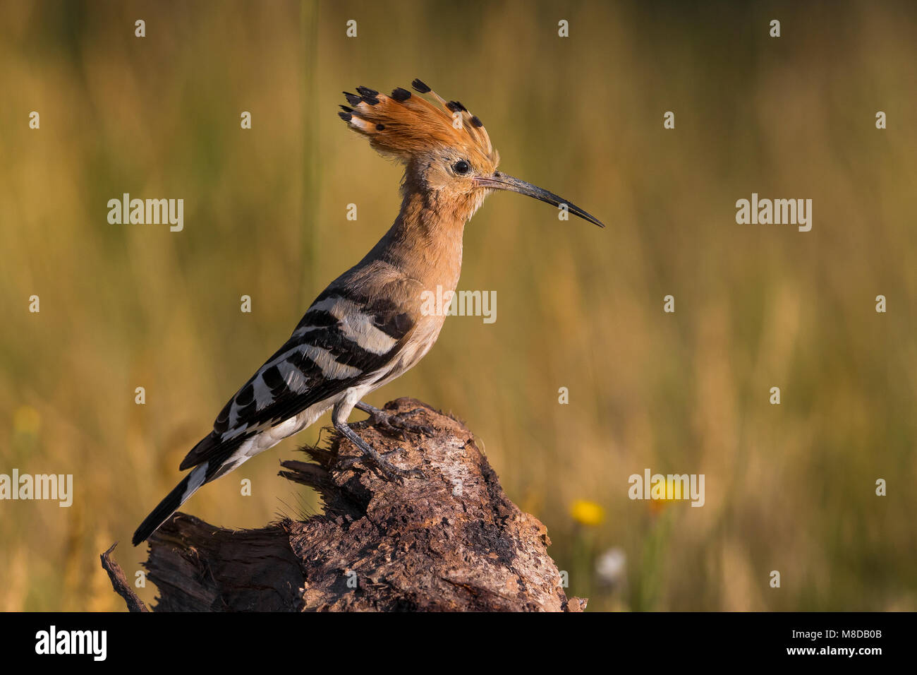 Hop in vlucht; Eurasian Hoopoe in flight Stock Photo