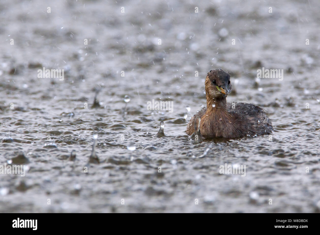 Dodaars zwemmend in de regen; Little Grebe swimming in the rain Stock Photo