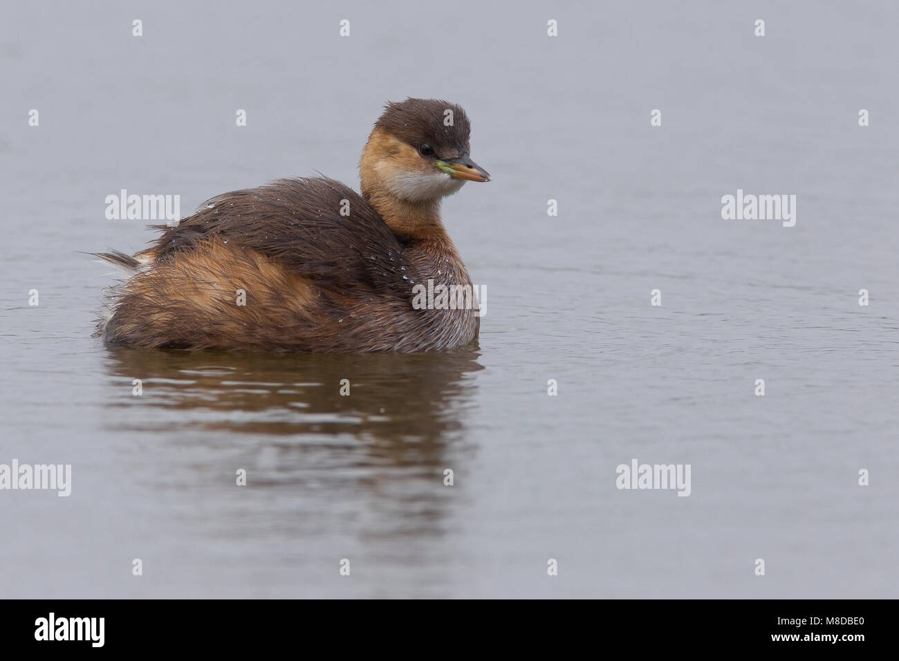 Dodaars, Little Grebe; Stock Photo