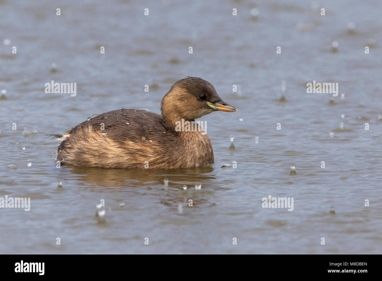 Dodaars zwemmend in de regen; Little Grebe swimming in the rain Stock Photo