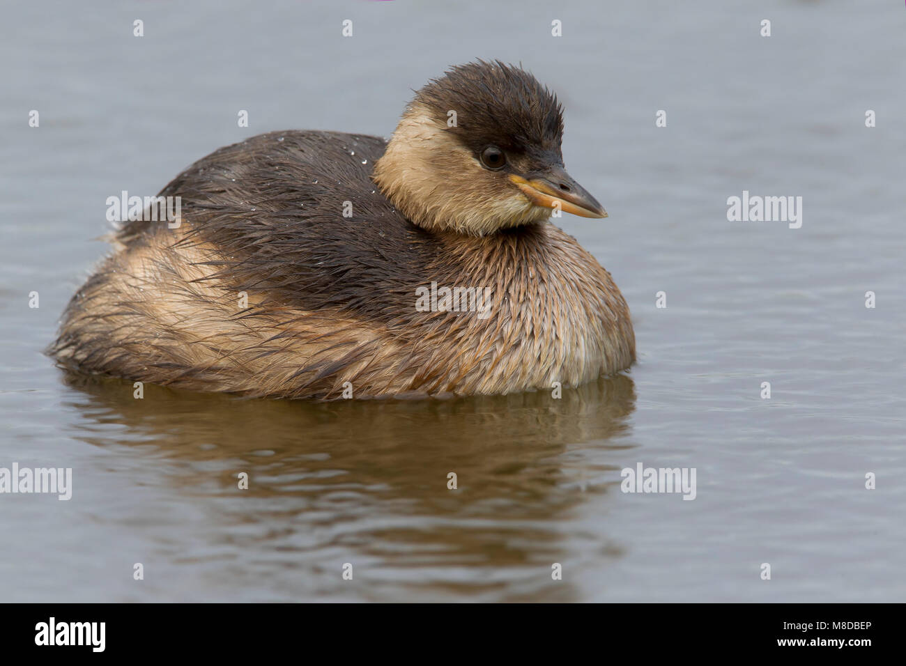 Dodaars, Little Grebe; Stock Photo