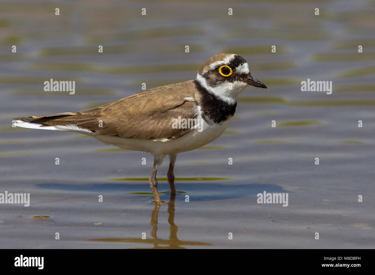 Little ringed plover hi-res stock photography and images - Alamy