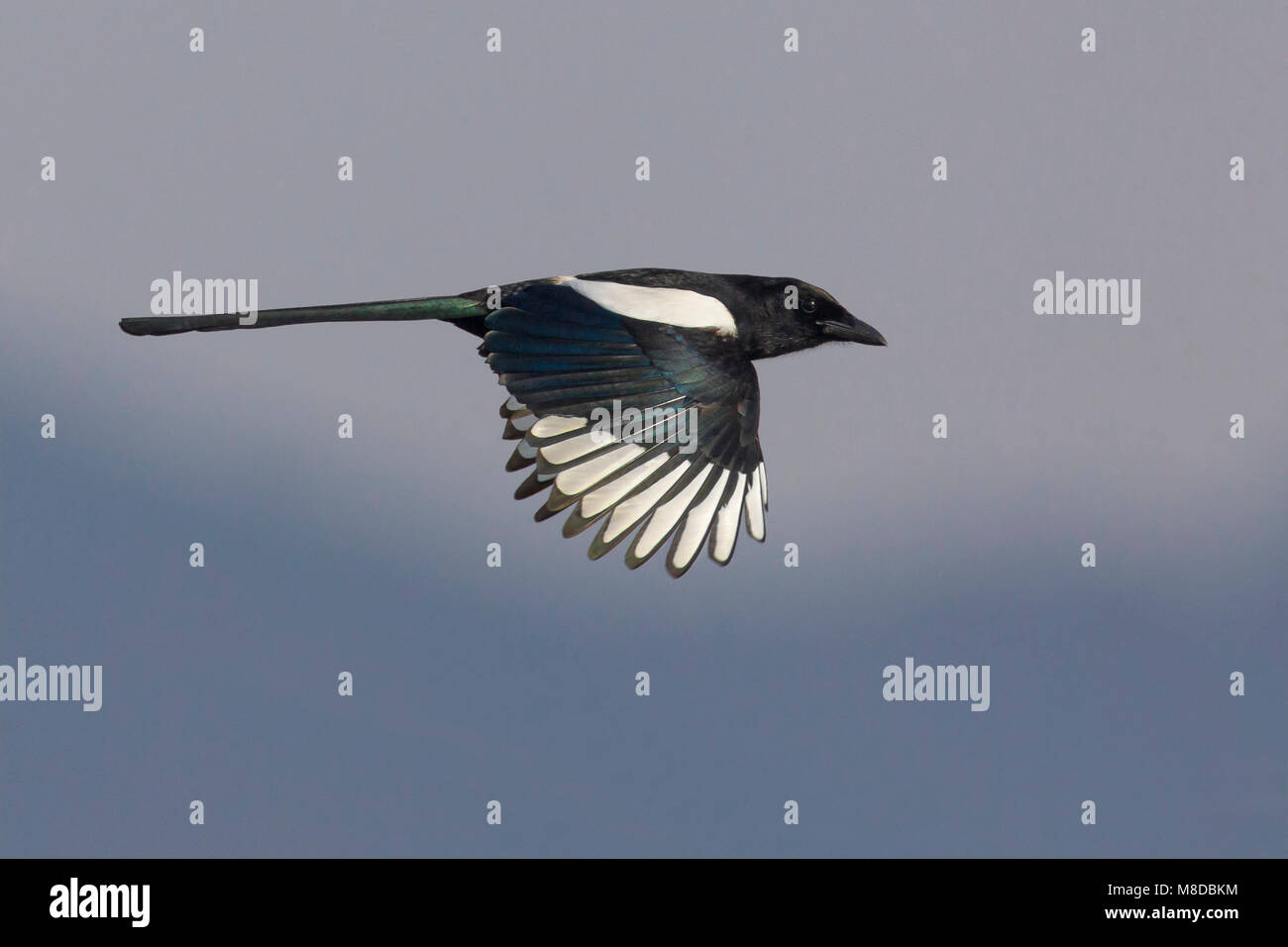 Ekster, Eurasian Magpie; Pica pica Stock Photo