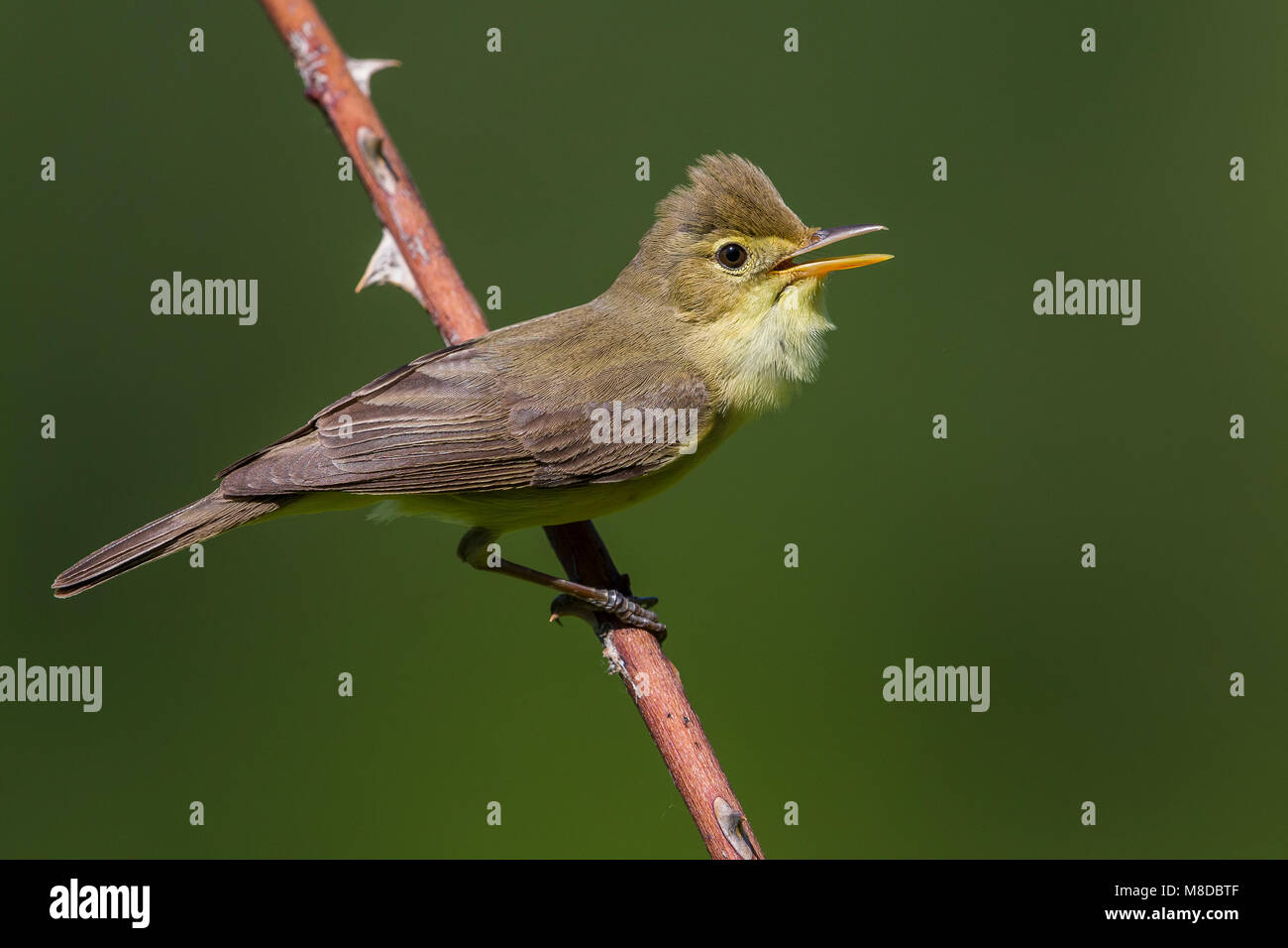 Orpheusspotvogel, Melodious Warbler Stock Photo