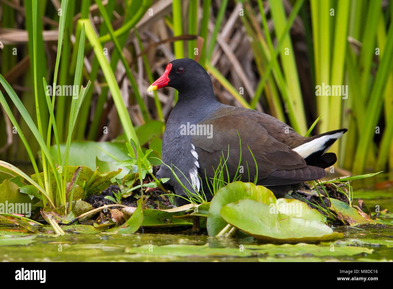 Waterhoen zittend op zijn nest met een jong; Common Moorhen sitting on ...