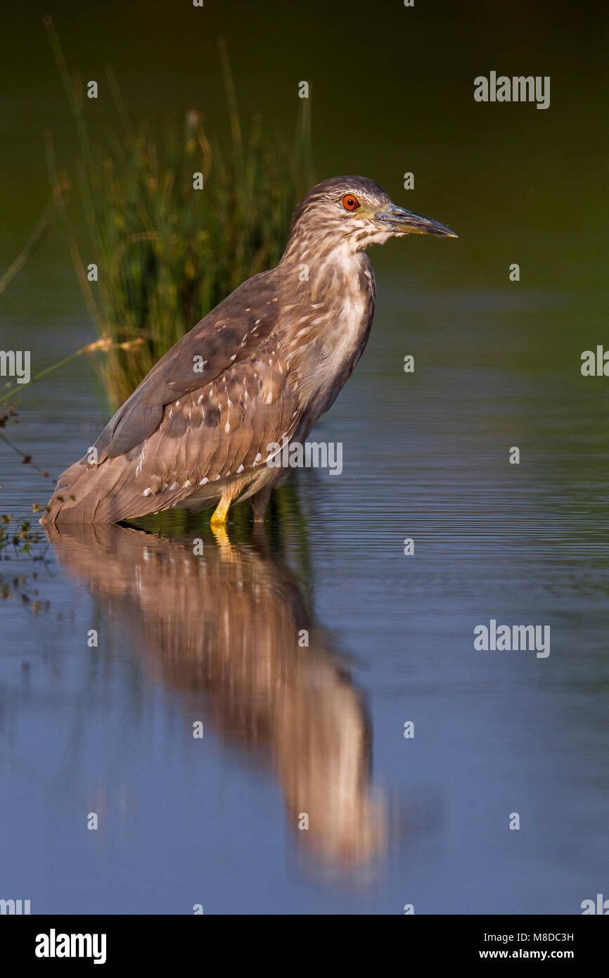 Quawk Kwak; Black-crowned Night Heron Stock Photo - Alamy