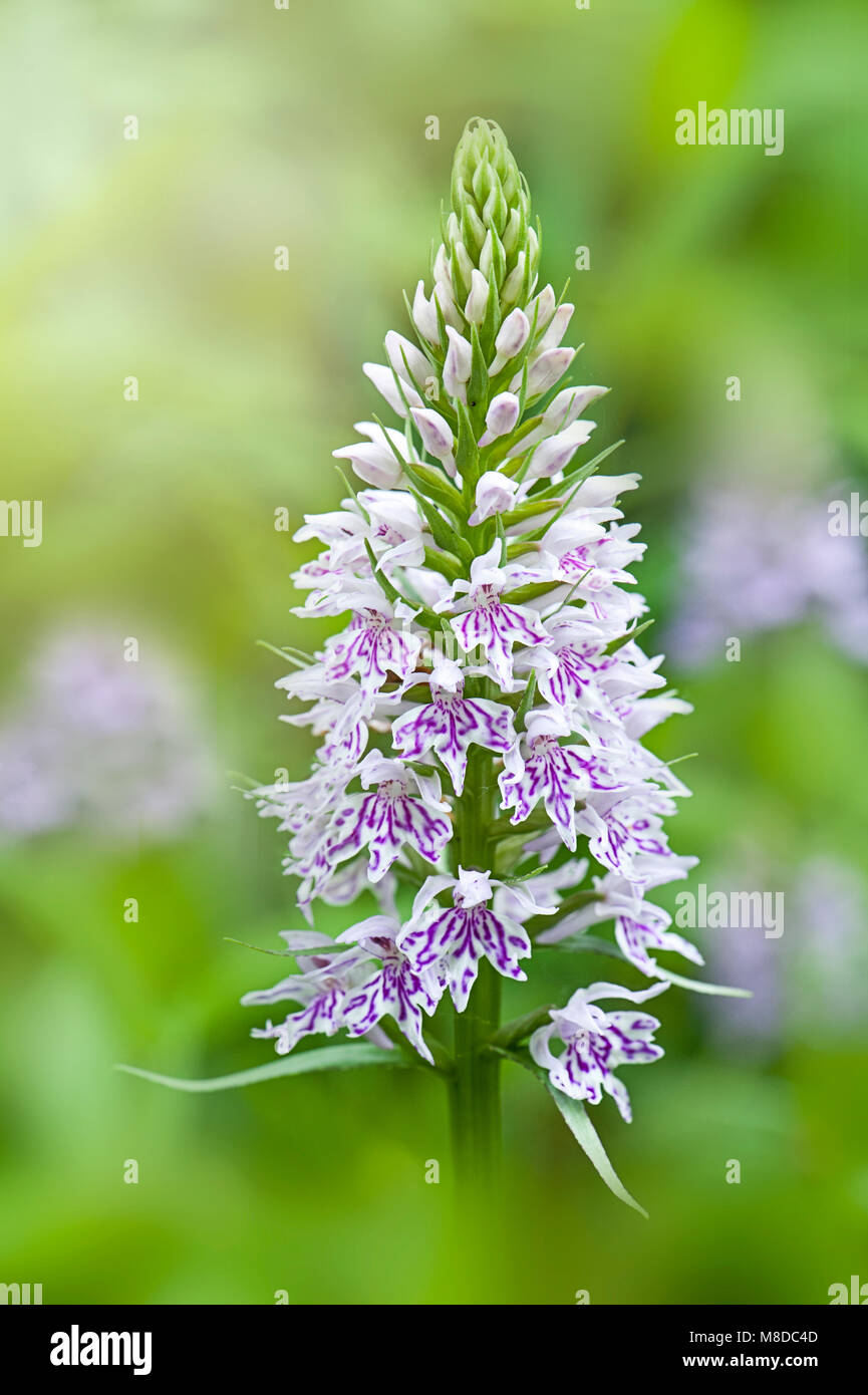 Close-up image of the spring flowering, purple Dactylorhiza fuchsii, the common spotted orchid flower Stock Photo