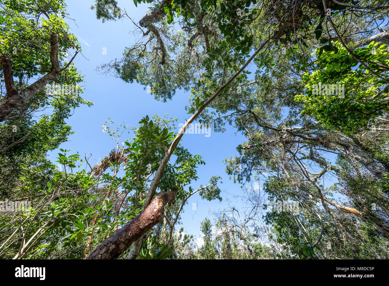 Hardwood hammock hires stock photography and images Alamy