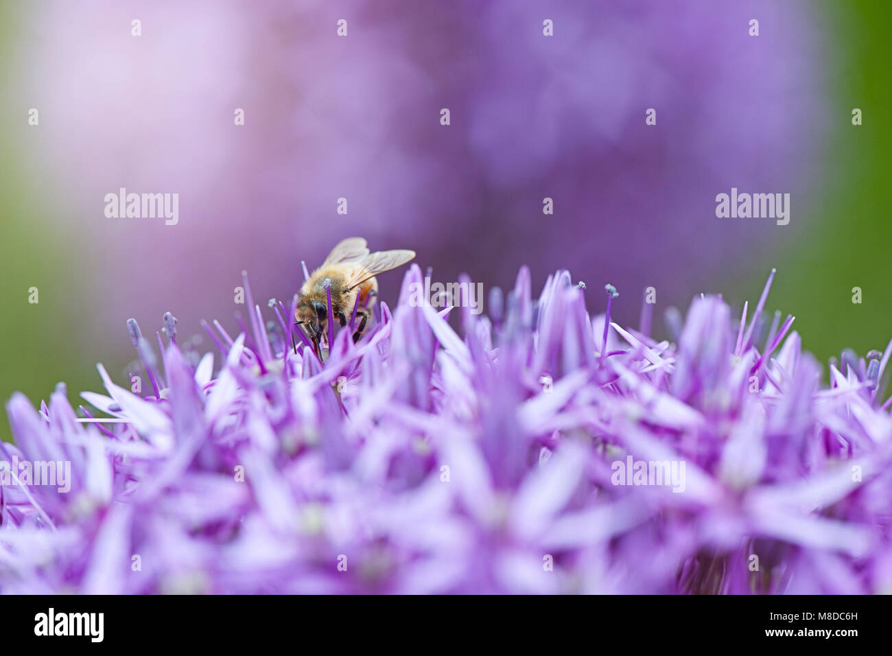 Close-up image of a summer flowering purple Allium flower - Ornamental onion Stock Photo