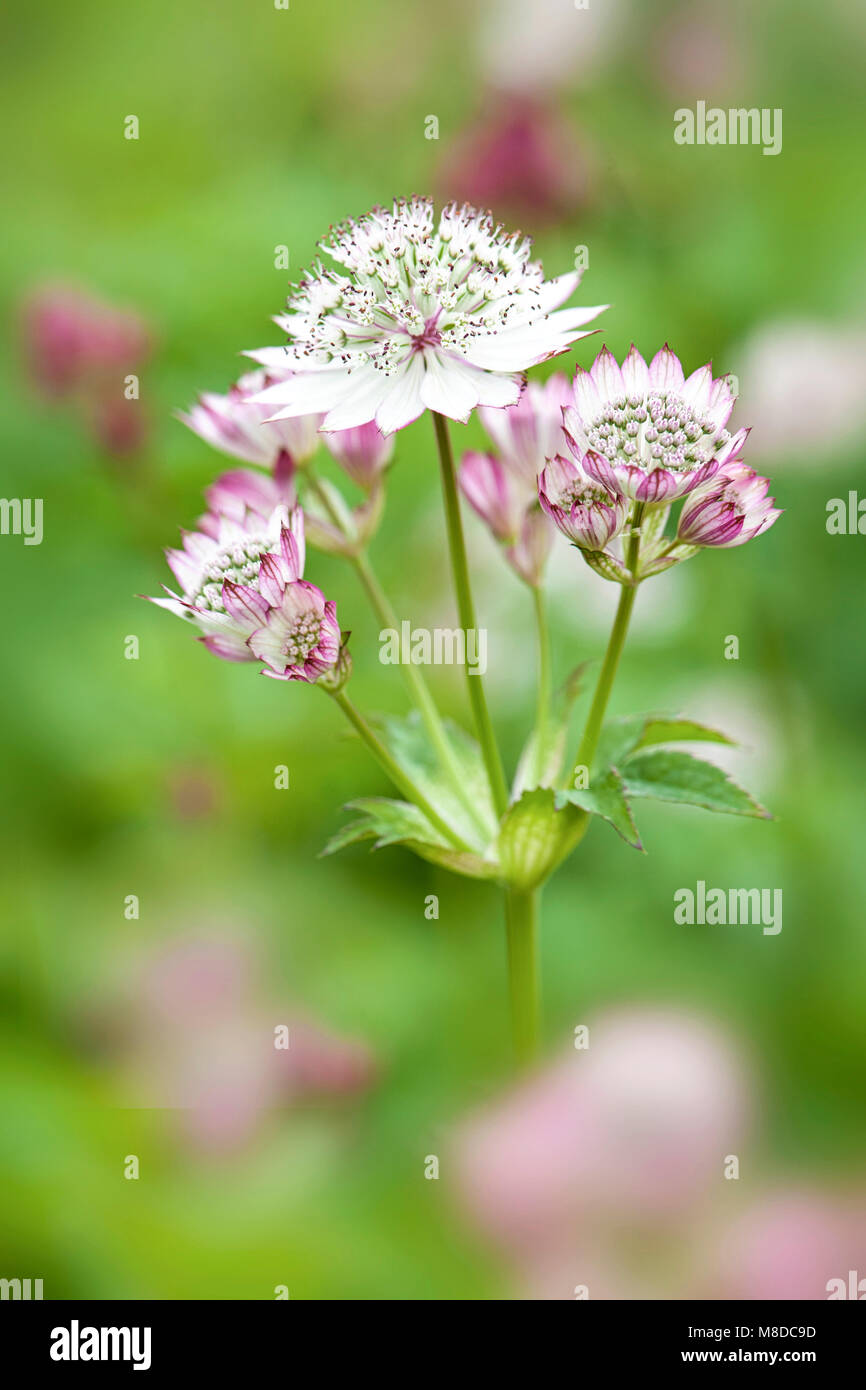 Close-up image of the summer flowering Astrantia major pink flowers also known as Masterwort Stock Photo