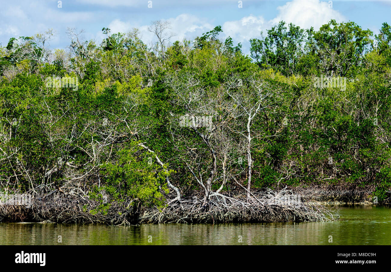 A view of a mangrove forest in Ten Thousand Islands, Everglades National Park, Florida. Stock Photo