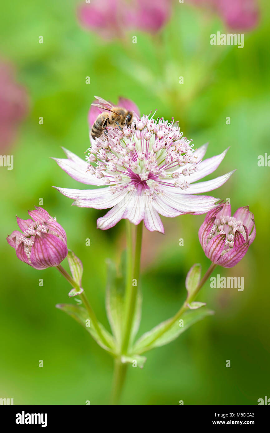Close-up image of the summer flowering Astrantia major pink flowers also known as Masterwort with a Honey Bee collecting pollen Stock Photo