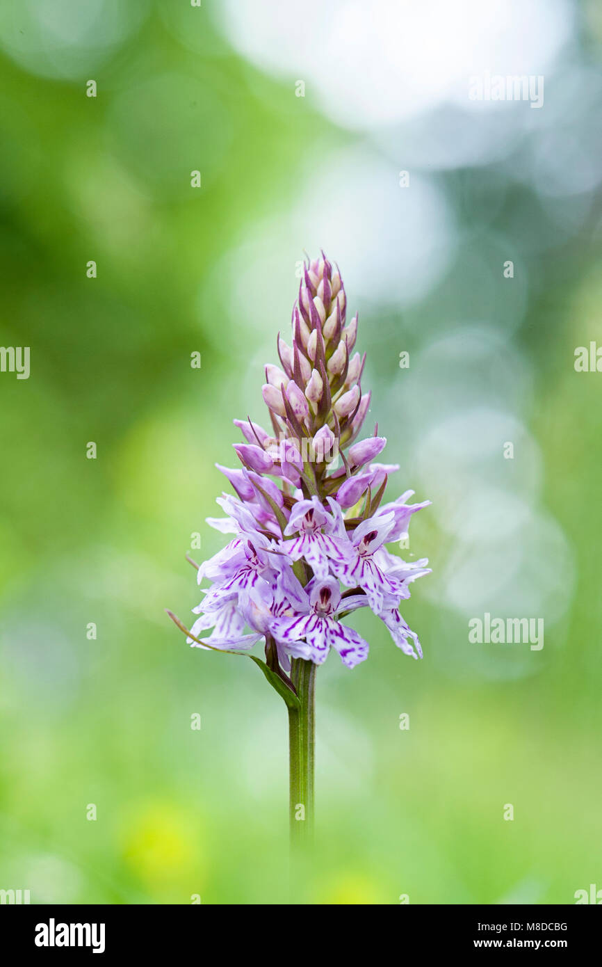 Close-up image of the spring flowering, purple Dactylorhiza fuchsii, the common spotted orchid flower Stock Photo