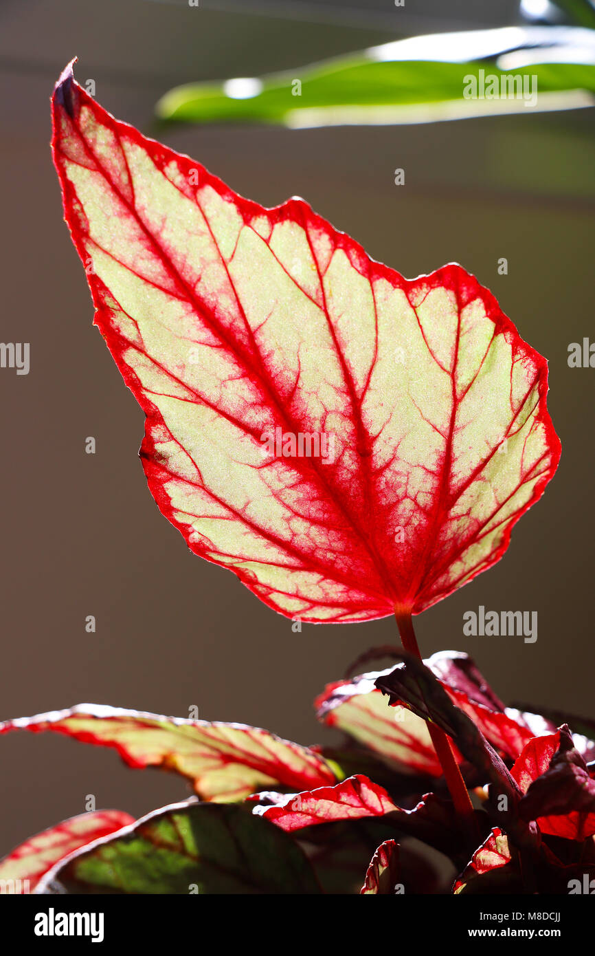 A begonia plant with pink leaves in a house Stock Photo