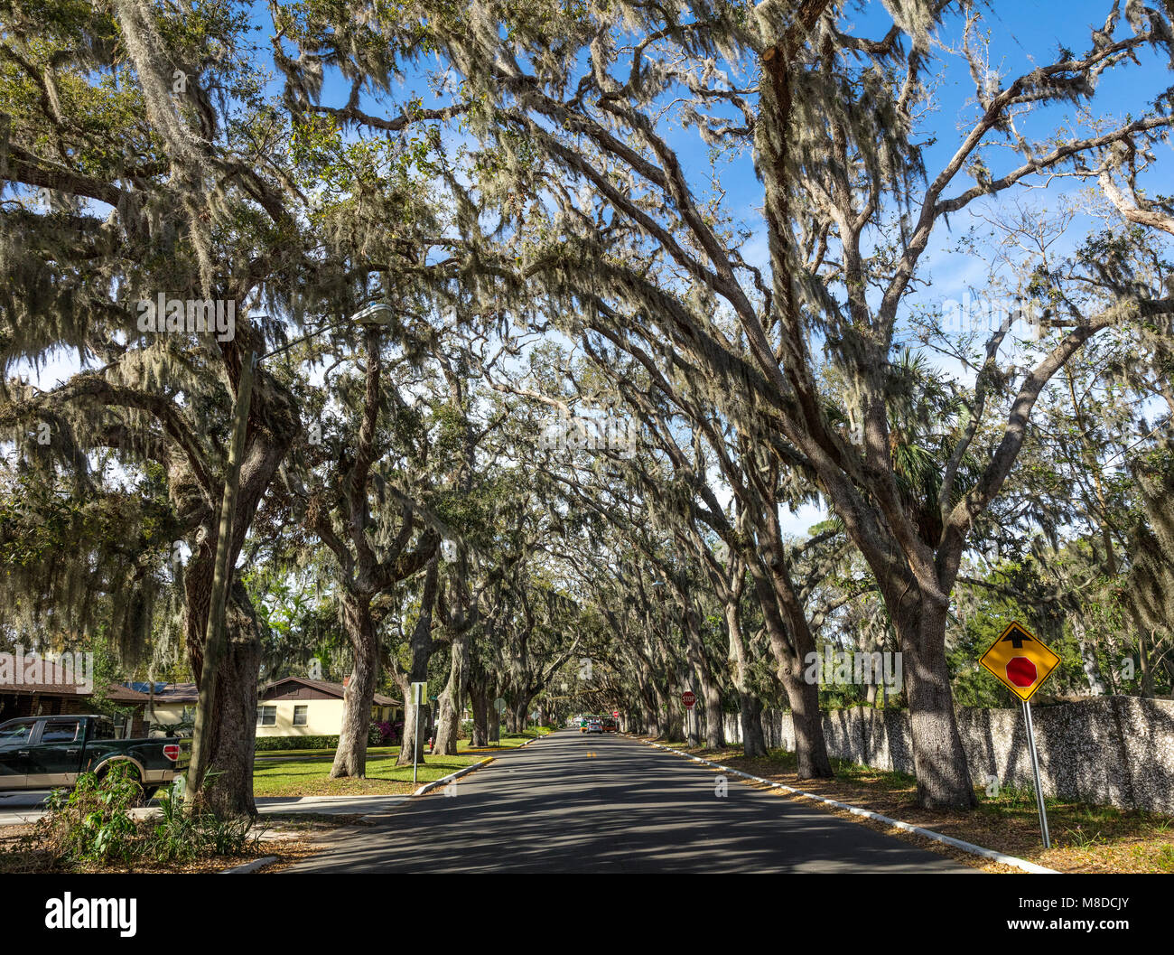 St Augustine, FL March 07, 2018 A view of the famous Magnolia Ave, guarded by mosshung live