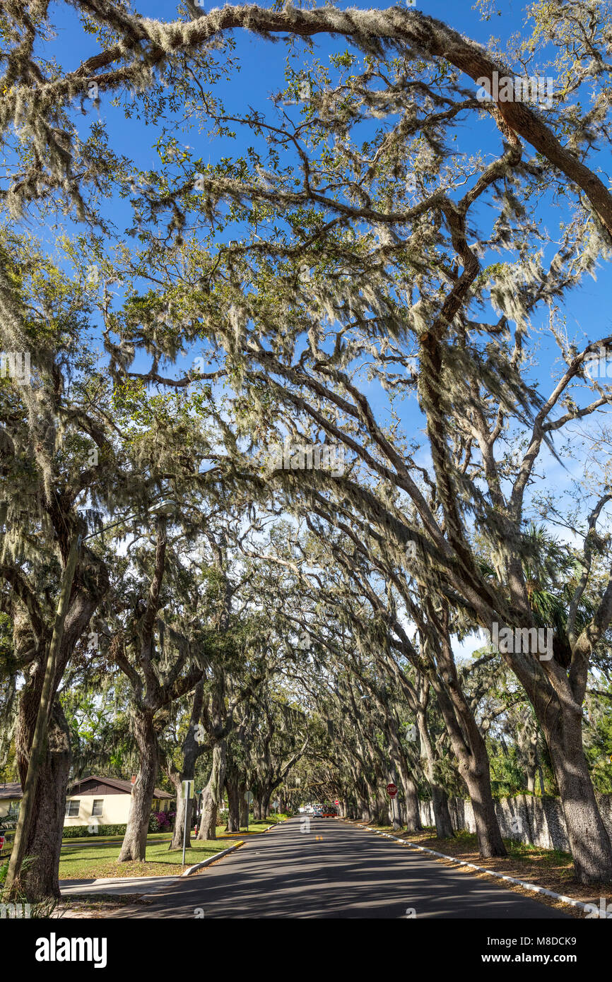 St Augustine, FL March 07, 2018 A view of the famous Magnolia Ave, guarded by mosshung live