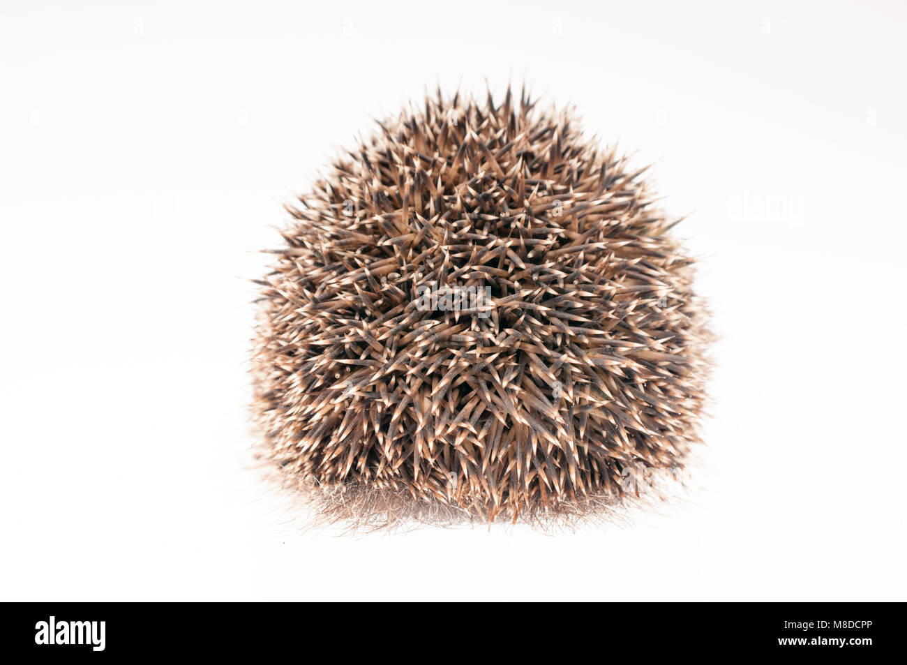 Дикий еж. Еж сворачивается в клубок. Еж сбоку. Защита ежика. Брутальный еж.