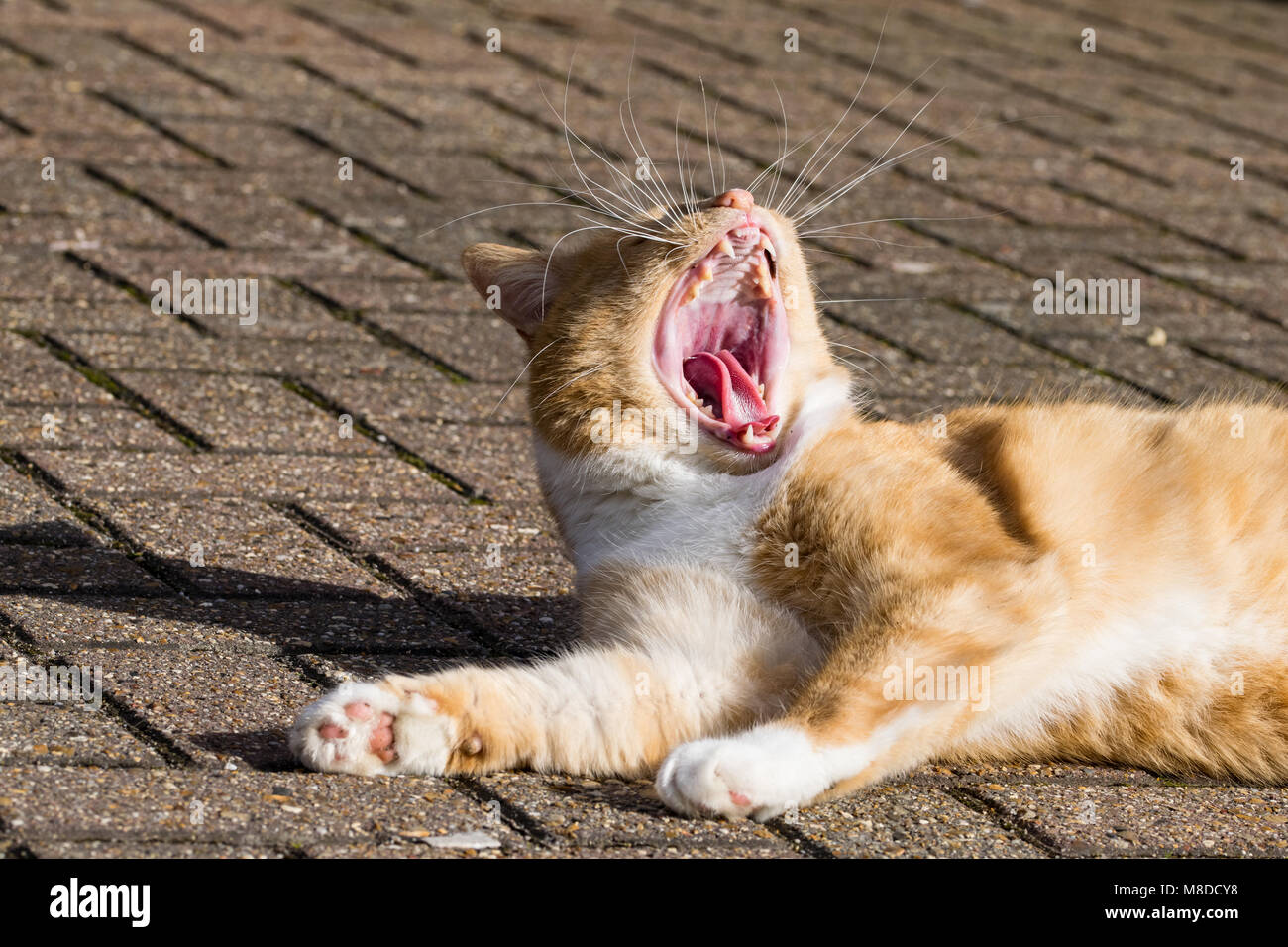Domestic ginger cat resting on tiles in the sunshine at maximum yawn with mouth wide open Stock Photo