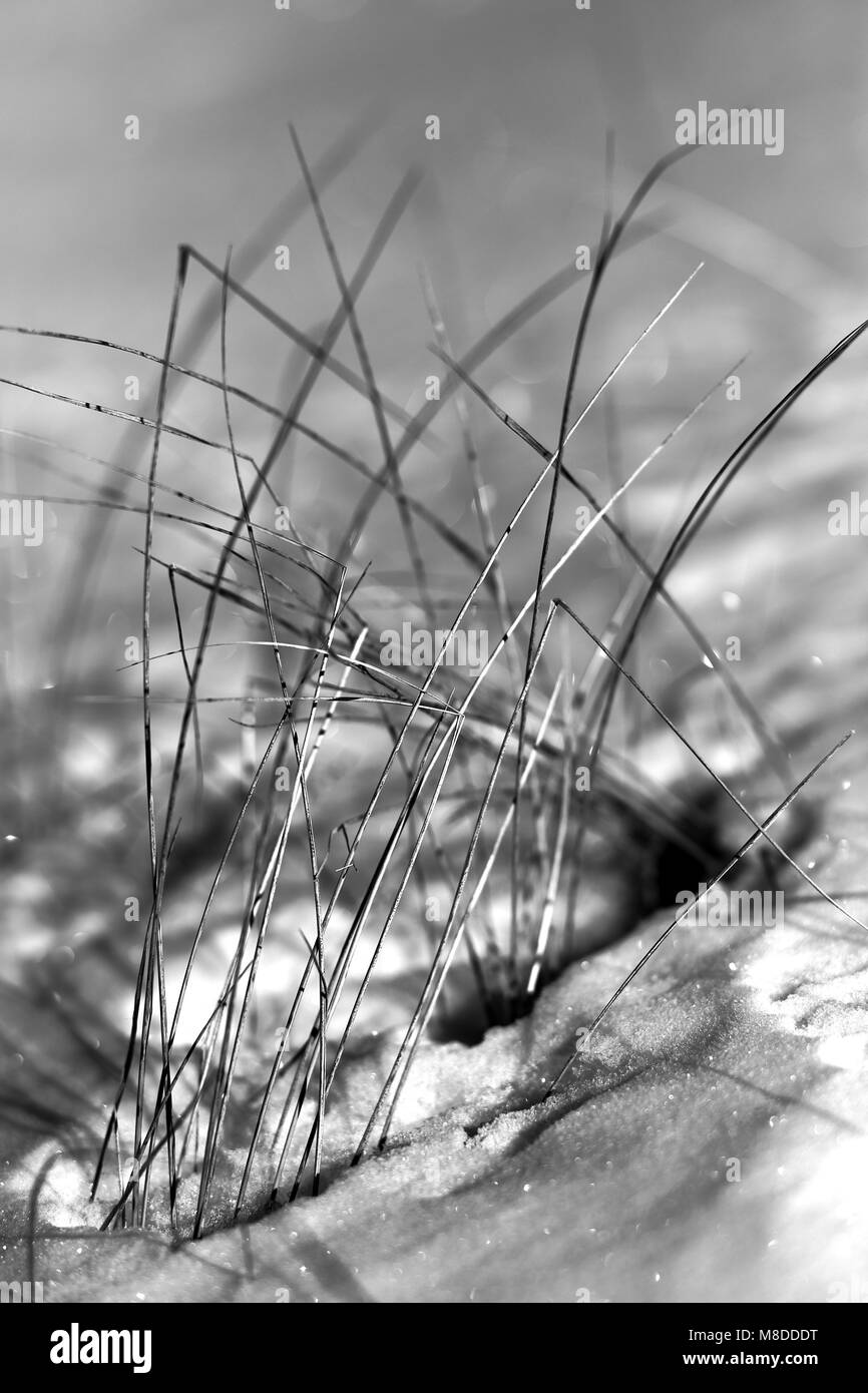 wild grasses peeking through melting snow near Port Wing, Wisconsin, USA Stock Photo